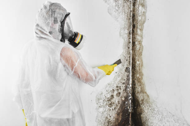 Best Black Mold Removal  in Spartanburg, SC