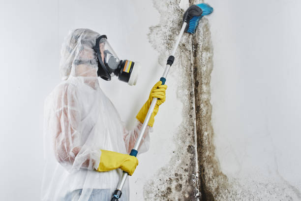 Best Office Mold Removal Services  in Spartanburg, SC
