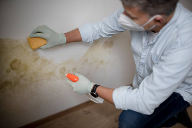 Best Commercial Mold Removal  in Spartanburg, SC