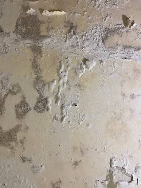 Attic Mold Removal in Spartanburg, SC
