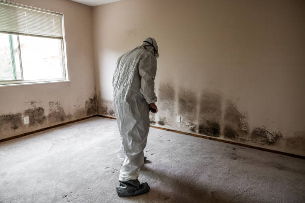 Trusted Spartanburg, SC Mold Removal Experts