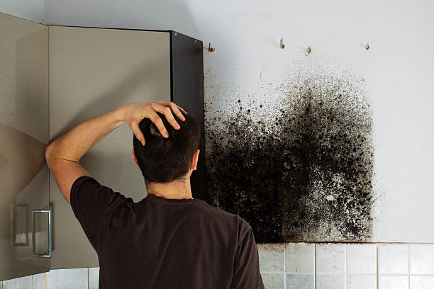 Mold Testing and Removal in Spartanburg, SC