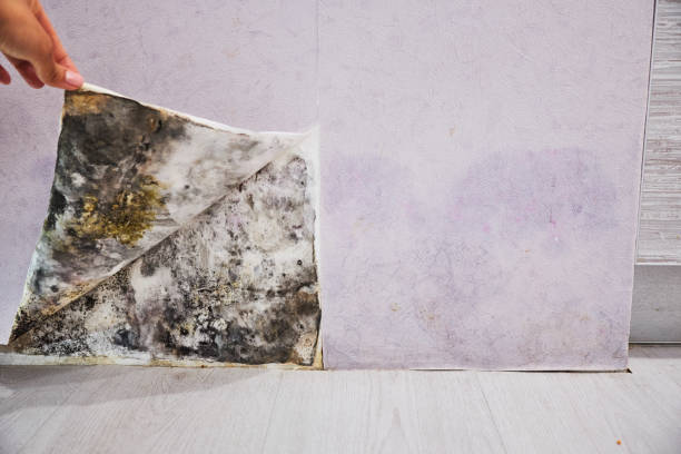 Best Mold Cleaning Services  in Spartanburg, SC